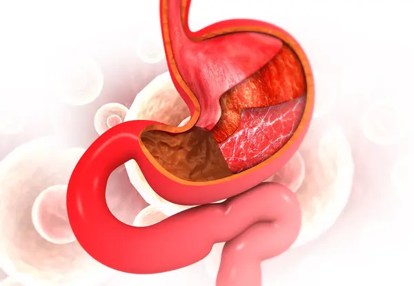 Human stomach anatomy on medical background.3d render