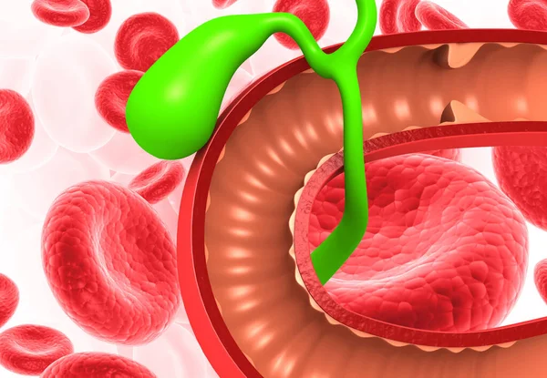 Anatomia Vesícula Biliar Hepática Com Glóbulos Vermelhos Renderização — Fotografia de Stock