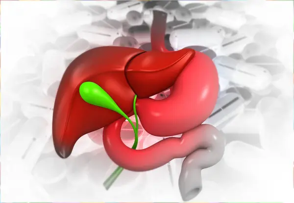 人間の肝臓 医療背景に関する消化器系 3Dイラスト — ストック写真