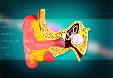 Kulak anatomisi. İç kulak kesiti. 3d illüstrasyon