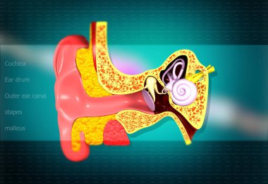 Ear anatomy.Inner Ear Cross-section. 3d illustration	 clipart