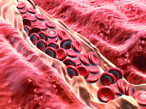 Red blood cells flowing in vein. 3d  render