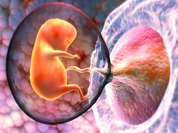 Human Fetus Womb Render — Stock Photo, Image