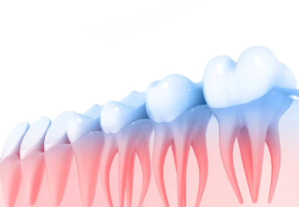 Diş Anatomisi Hazırlayıcı — Stok fotoğraf
