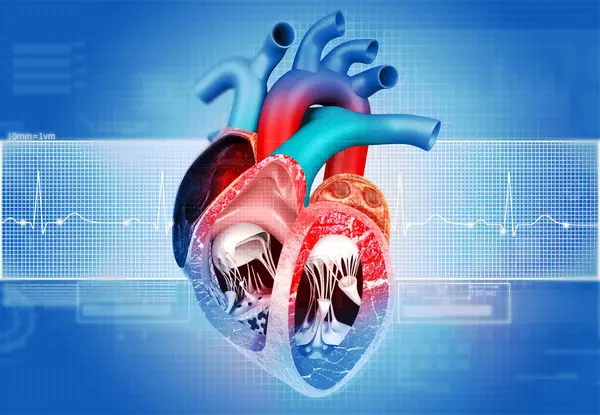Anatomie Des Menschlichen Herzens Mit Ecg Graphik Hintergrund Illustration — Stockfoto