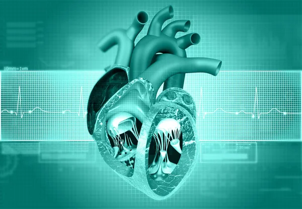 人的心脏解剖与Ecg图形背景 3D说明 — 图库照片