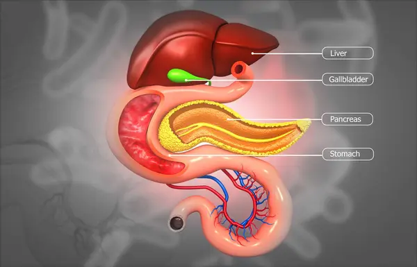 Anatomia Del Sistema Digestivo Umano Illustrazione — Foto Stock