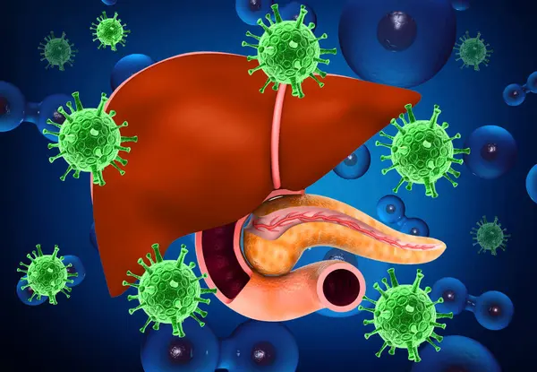 Human liver with  hepatitis viruses. 3d illustration