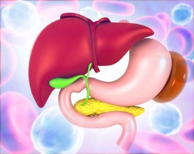 İnsan sindirim sistemi karaciğer anatomisi. 3d hazırlayıcı