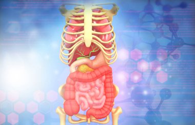 Bilimsel altyapıda insan anatomisi. 3d illüstrasyon