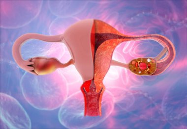 İnsan anatomisi kadın üreme sistemi. Rahim anatomisi. 3d illüstrasyon