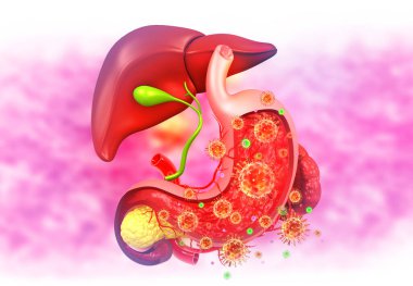 Tıbbi arka planda insan sindirim sistemi karaciğer anatomisi. 3d hazırlayıcı