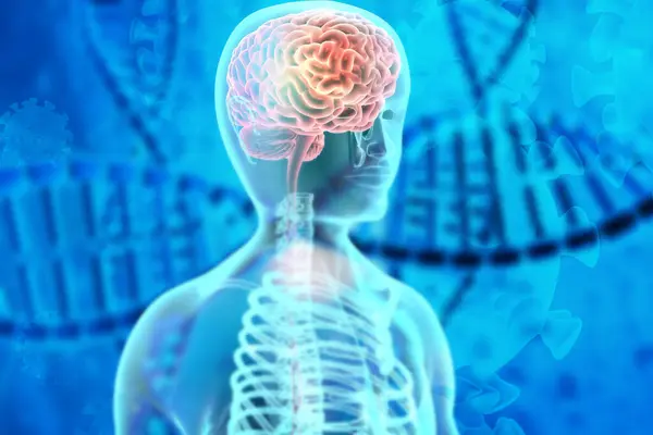 Anatomie Des Menschlichen Gehirns Auf Dna Hintergrund Genetik Studienkonzept Illustration — Stockfoto