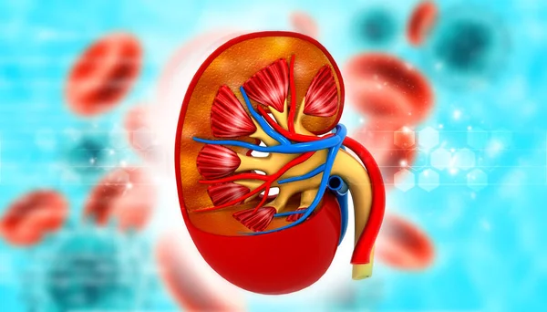 Human Kidney Cross Section Medical Background Render — Stock Photo, Image