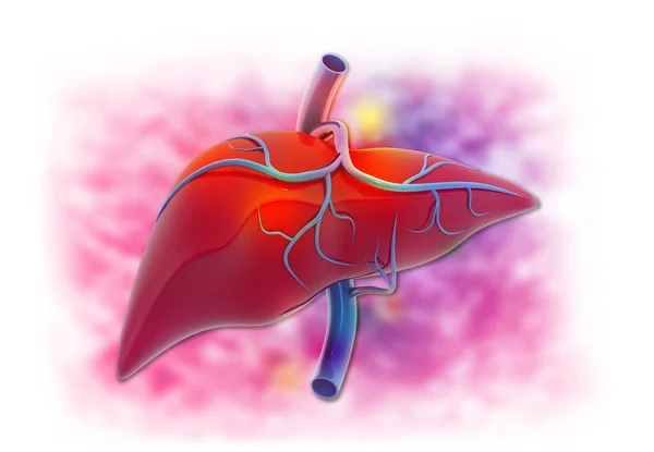 Tıbbi Arka Planda Insan Sindirim Sistemi Karaciğer Anatomisi Hazırlayıcı — Stok fotoğraf