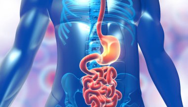 İnsan vücudu mide anatomisi. 3d illüstrasyon