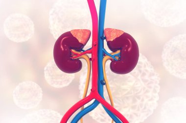 Tıbbi geçmişinde insan böbreği anatomisi var. 3d illüstrasyon