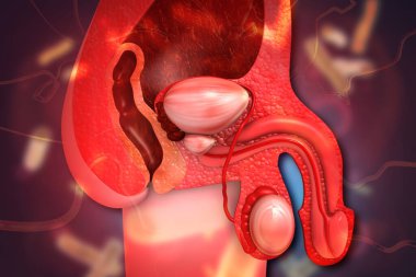 Erkek idrar sistemi anatomisi. 3d illüstrasyon