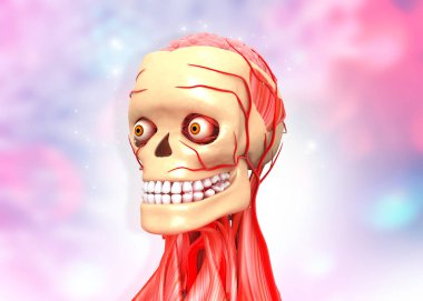 İnsan kafası anatomisi soyut tıbbi altyapıda. 3d illüstrasyon 