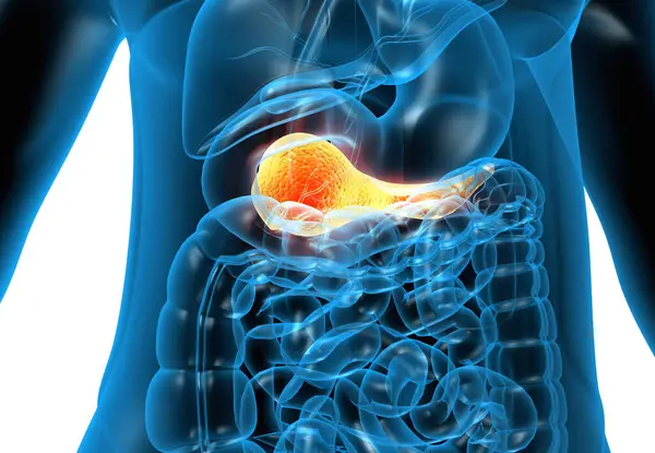 stock image Human Pancreas Anatomy. 3d illustration 