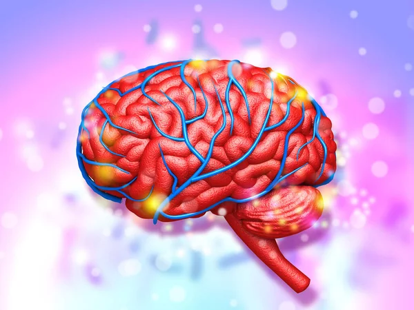 Människans Hjärna Anatomi Färgrik Medicinsk Bakgrund — Stockfoto