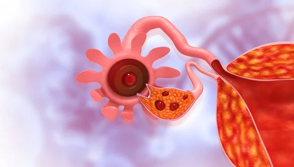 人体解剖女性生殖系统 Uterus解剖 3D说明 — 图库照片