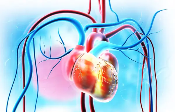 Кровеносные Сосуды Сердца Человека Медицинском Фоне Иллюстрация — стоковое фото
