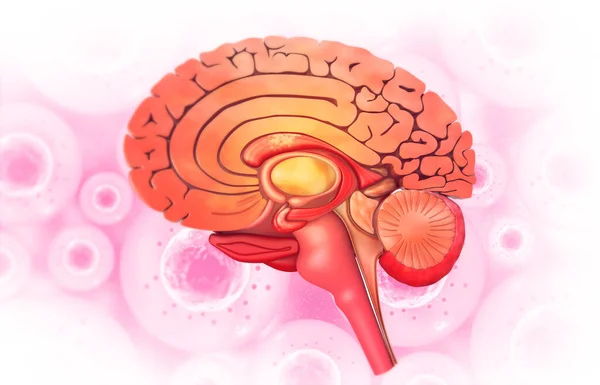 Coupe Transversale Anatomie Cérébrale Humaine Illustration — Photo