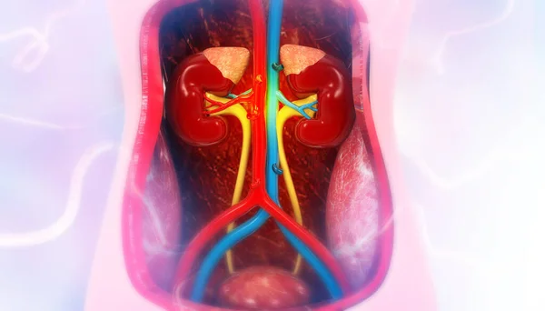 Anatomia Rim Humano Com Antecedentes Médicos Ilustração — Fotografia de Stock