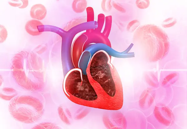Coração Humano Com Cardiograma Fundo Médico — Fotografia de Stock