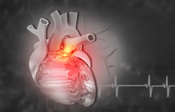 Menschliches Herz Mit Kardiogramm Zum Medizinischen Hintergrund — Stockfoto