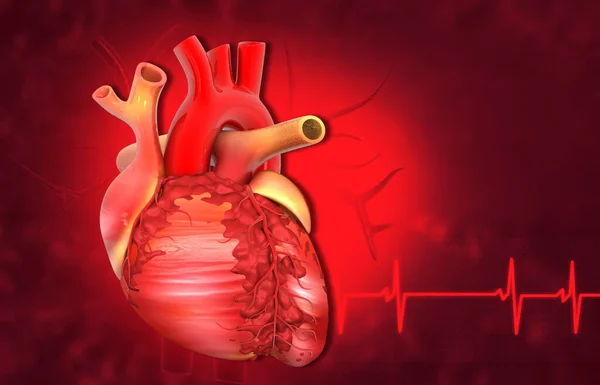 Human heart with cardiogram on medical background