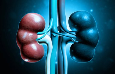 Bilim geçmişinde insan böbreği anatomisi. 3d illüstrasyon