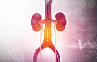 Bilimsel arka planda insan böbreği. 3d illüstrasyon