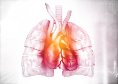 Akciğerler, kalp anatomisi. 3d illüstrasyon