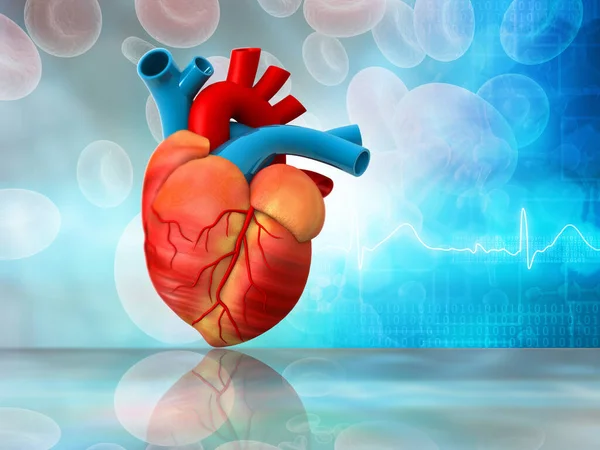 有科学背景的人类心脏 3D说明 — 图库照片