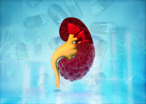 Human Kidney Anatomy Science Background Illustration — Stock Photo, Image