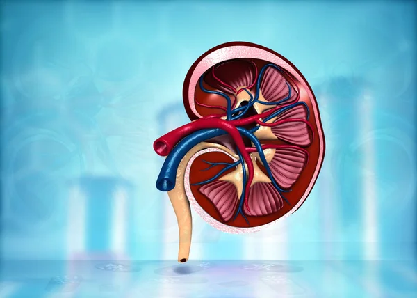 Cross Section Human Kidney Science Background Illustration — Stock Photo, Image