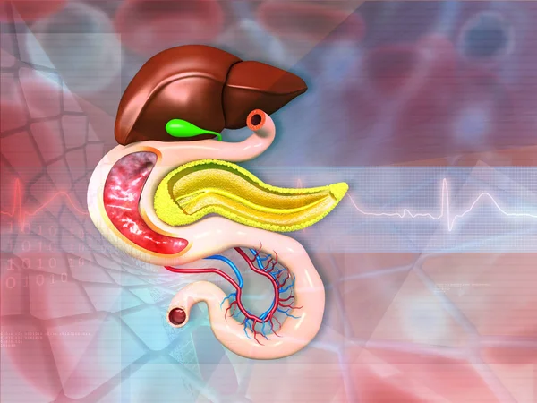 Анатомия Пищеварительной Системы Человека Медицинском Фоне Иллюстрация — стоковое фото