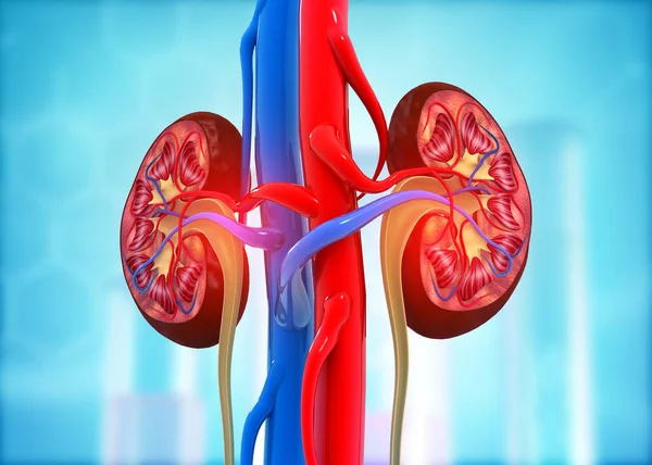 Human kidney cross section on science background. 3d render