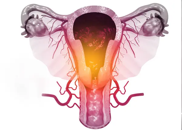 Anatomía Del Sistema Reproductor Femenino Renderizar — Foto de Stock