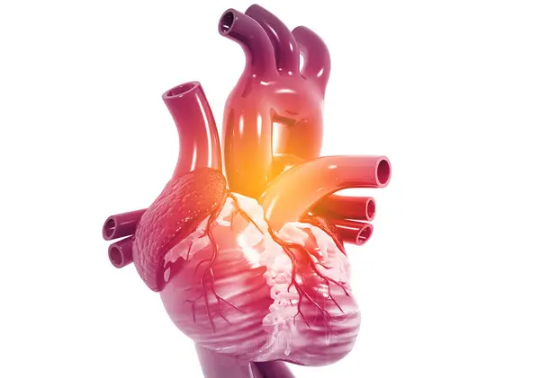 Human Heart Anatomy Render — Stock Photo, Image