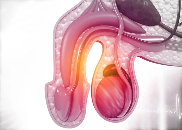 Sezione Trasversale Anatomia Dell Uretra Maschile Illustrazione — Foto Stock