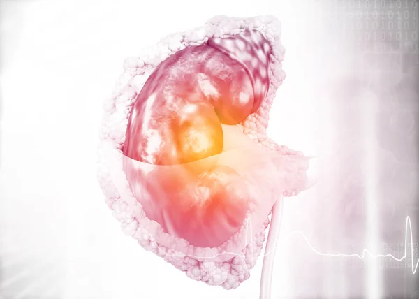 有科学背景的人类肾脏 3D渲染 — 图库照片