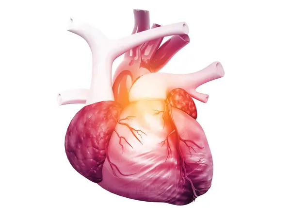 Anatomie Cardiaque Humaine Rendu — Photo