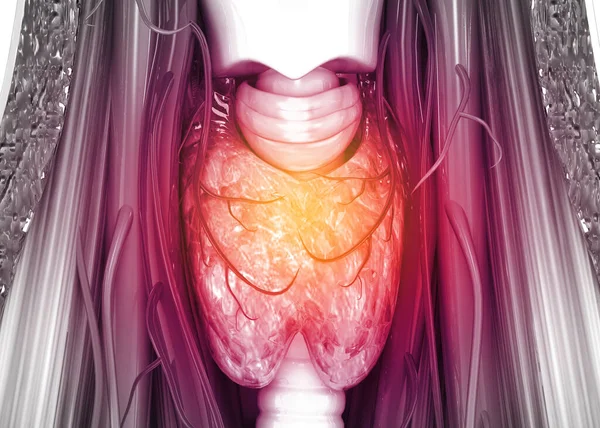 人体甲状腺解剖 3D说明 — 图库照片