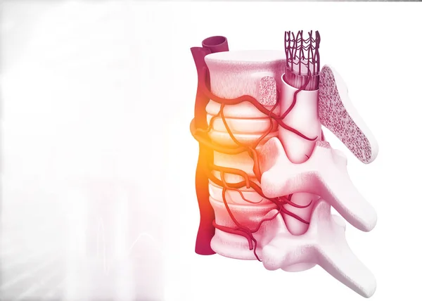人間の脊椎動物解剖学の背景 3Dイラスト — ストック写真