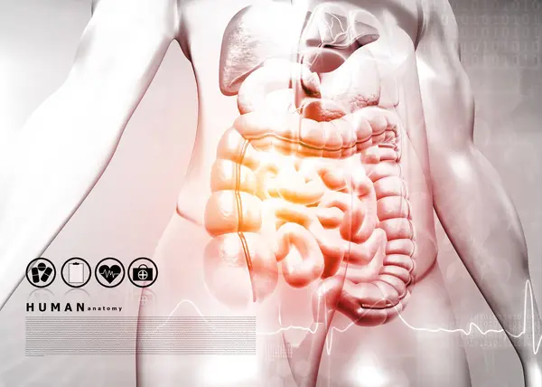 Corpo Humano Com Sistema Digestivo Fundo Médico Ilustração — Fotografia de Stock