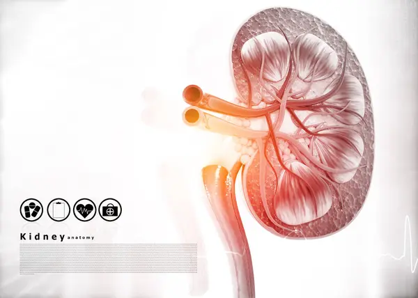 Human Kidney Cross Section Science Background Render — Stock Photo, Image