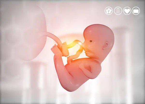 Foetus Anatomie Medische Achtergrond Illustratie — Stockfoto